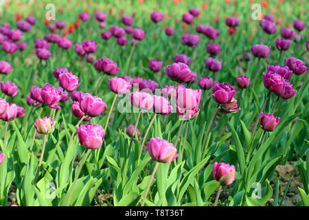 Bella viola tulip fiori su aiuola di fiori in primavera Foto Stock