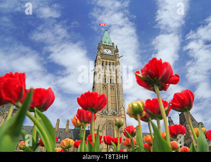 Il Parlamento del Canada con red tulip fiori in primo piano, Ontario Foto Stock