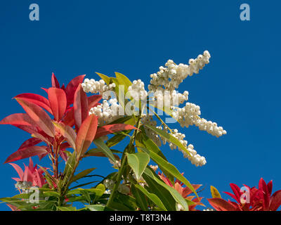 Andromeda giapponese Sarcococca japonica "foresta fiamma'. Foto Stock