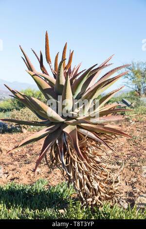 Aloe ferox (amaro aloe, Bitteralwyyn) , Western Cape, con fiori. La scala di colore bianco infestazione, un aspirante sap insetto che può uccidere l'impianto. Algonkin tribù in Foto Stock