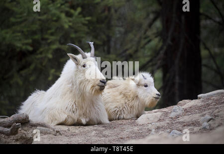 Capre di montagna - Mamma e Bambino capre insieme Foto Stock