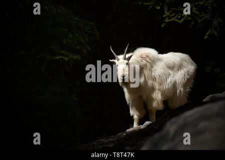 Capre di montagna in pieno inverno pelage contro un profondo scuro dello sfondo della foresta Foto Stock