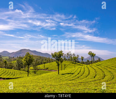 Antenna orizzontale vista attraverso le piantagioni di tè a Eravikulam National Park in Munnar, India. Foto Stock