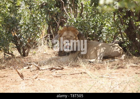 Maschio di Leone seduto sotto la boccola Foto Stock