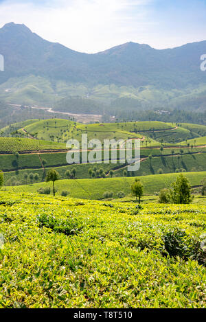 Vista verticale di piantagioni di tè in Munnar, India. Foto Stock