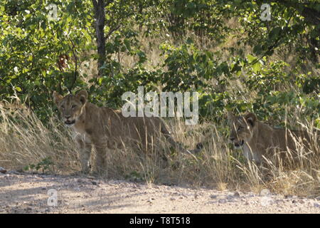 Lion cubs proveniente dalla boccola Foto Stock