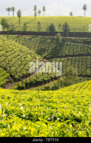 Vista verticale di piantagioni di tè in Munnar, India. Foto Stock