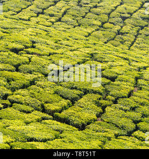 Piazza vicino del pattern fatta in una piantagione di tè in Munnar, India. Foto Stock