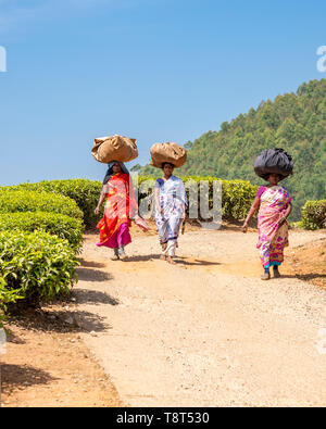 Vista verticale della piantagione di tè lavoratori a piedi home in Munnar, India. Foto Stock