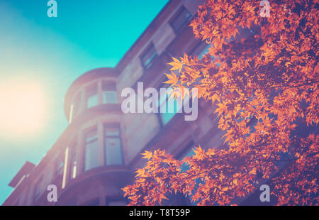 In stile retrò Immagine di pietra arenaria rossa Tenement Appartamenti a Glasgow, in zona West End con belle foglie di primavera in primo piano Foto Stock