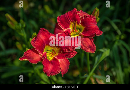 Due rosso scarlatto daylilies che fiorisce in un cluster con altri Hemerocallis in un giardino su una metà calda giornata d'estate. Foto Stock