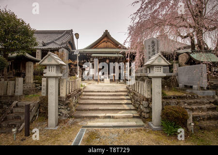 Fiore di Ciliegio albero in stadi precoci di bloom pende sui gradini che portano all ingresso della tradizionale giapponese del santuario di Yoshino Foto Stock