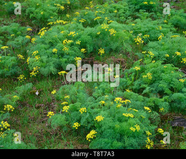 Stati Uniti d'America, Washington, Columbia River Gorge National Scenic Area, molla fioritura del deserto pungente prezzemolo; vicino ai principali Creek. Foto Stock