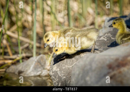 Un paio di goslings sono sempre pronti a saltare in acqua a Manito Park di Spokane, Washington. Foto Stock