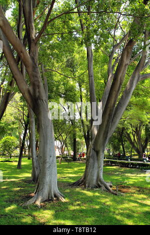 Parco Alameda Central nella città di Queretaro, Messico. Alberi tropicali. Foto Stock