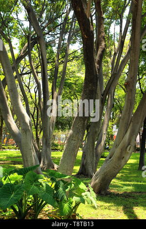 Parco Alameda Central nella città di Queretaro, Messico. Alberi tropicali. Foto Stock