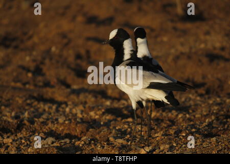 La plover dei fabbri Foto Stock