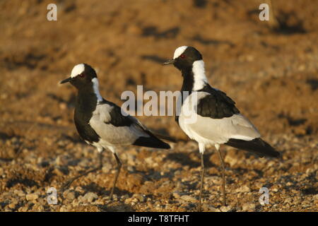 La plover dei fabbri Foto Stock