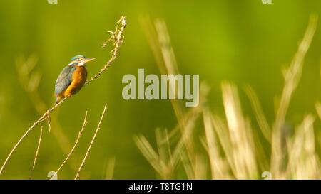 Il Martin pescatore femmina (Alcedo atthis) arroccato sul fiume Exe su una soleggiata Mattina di primavera. Pool di salmone, Exeter, Devon, Regno Unito. Foto Stock