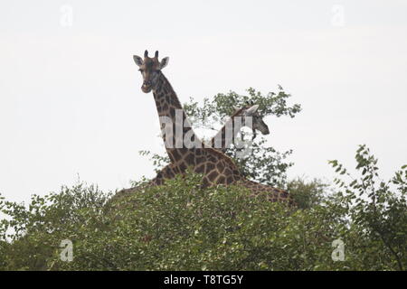 Coppia di Giraffa con attraversata colli alti in piedi sopra gli alberi Foto Stock