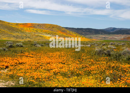 California paesaggio di dolci colline coperte di fiori selvatici in fiore in arancione brillante giallo e verde sotto il cielo blu. Foto Stock