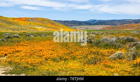 California vibrante paesaggio deserto riempito di fiori selvatici in arancio giallo e verde con le colline di sfondo sotto il cielo blu. Foto Stock