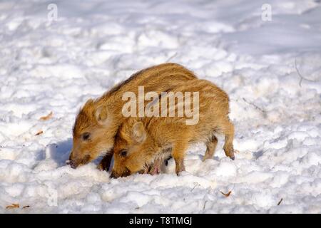 Il cinghiale (Sus scrofa), shoats radicamento nella neve Alta Baviera Baviera, Germania Foto Stock