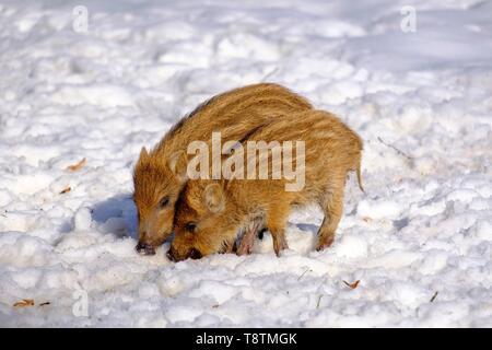 Il cinghiale (Sus scrofa), shoats radicamento nella neve Alta Baviera Baviera, Germania Foto Stock