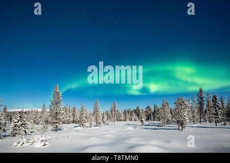 Luci del nord (Aurora Boreale) con cielo stellato sopra coperta di neve alberi, paesaggio invernale, Pallastunturi, Pallas-Yllastunturi Parco Nazionale Foto Stock