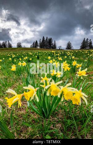 Mare di fiori con giallo fiore Giunchiglie (Narcissus) in un prato in tempesta, Tete de Corse, vue de Alpes, svizzero del Giura, il cantone di Neuchâtel Foto Stock