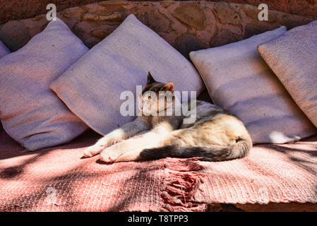 Gatto rilassato, San Pedro de Atacama, Cile Foto Stock