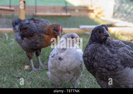 Le pollastre e galletto polli nel pollaio Foto Stock