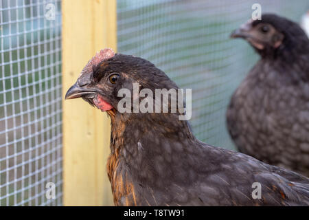 Le pollastre e i galletti in backyard pollaio Foto Stock