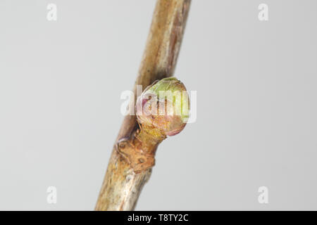 Bud colpite da gall di ribes nero o di acari big bud acaro, Cecidophyopsis ribis, una peste seria di colture di ribes nero. Foto Stock