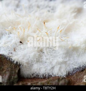 Immagine di Phlebiopsis gigantea, un controllo biologico agente contro annosum root rot fungus Foto Stock