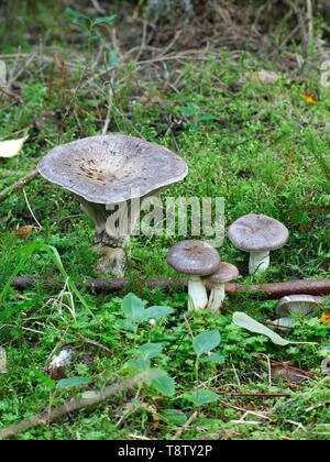 Gomphidius glutinosus, comunemente noto come il picco di viscido-cap, selvatici funghi commestibili dalla Finlandia Foto Stock