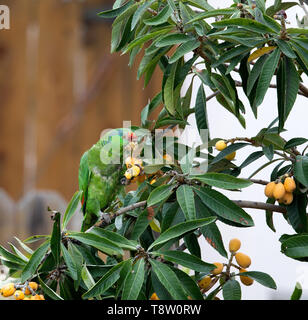Rossa messicana pappagallo con testa Foto Stock