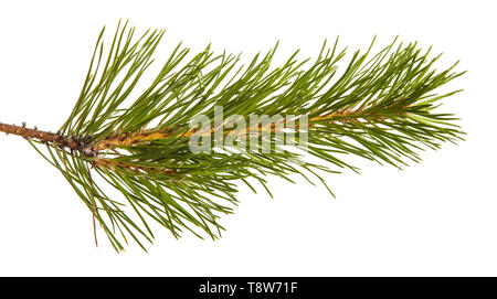 Un ramo di un albero di pino. Isolato su bianco Foto Stock
