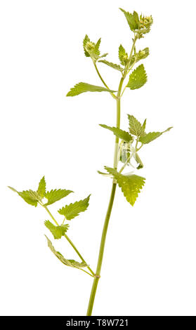 Un ramo di menta piperita. Isolato su bianco Foto Stock