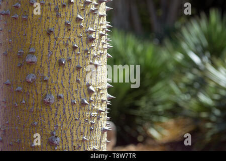 Chorisia tronco di albero con aggressivamente spine taglienti closeup foto macro Foto Stock