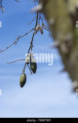 Chorisia frutti ad albero con tronco spinoso fuori fuoco dietro, contro il cielo blu closeup foto macro Foto Stock