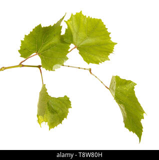 Gruppi di giovani acerbi uva sulla vite. Isolato su bianco Foto Stock