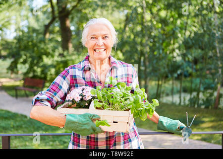 Senior in estate mentre il giardinaggio giardinaggio con fiori e foglie di basilico Foto Stock