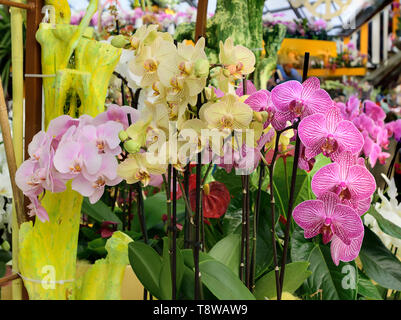 Fotografato nella pianta di orchidee display nel parco Keukenhof Lisse Paesi Bassi Aprile 2019 Foto Stock