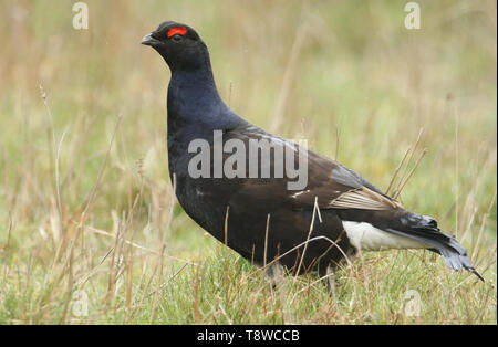 Un raro maschio di gallo forcello, Tetrao tetrix, alimentando i Mori di Durham, Regno Unito, in un giorno di pioggia. Foto Stock