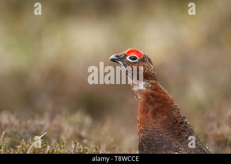 Un colpo alla testa di un bel rosso gallo cedrone, Lagopus lagopus nella brughiera NEL REGNO UNITO. Foto Stock