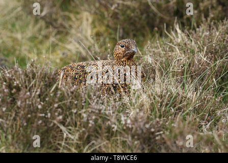 Una bellissima femmina Red Grouse, Lagopus lagopus, in appoggio tra il heather in Mori nel Regno Unito. Foto Stock