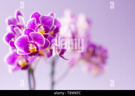 Bella viola fiori di orchidea su sfondo viola chiaro - Spazio di testo Foto Stock