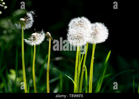 Gli orologi di tarassaco (Taraxacum sp.), Warwickshire, Regno Unito Foto Stock