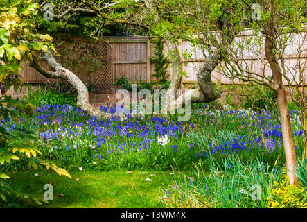 Bluebells crescente selvatici in un paese di lingua inglese il giardino. Foto Stock